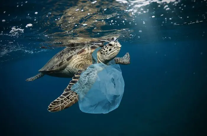 Plastic Pollution